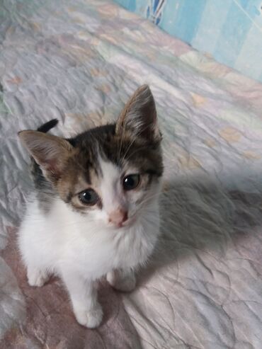 сиамские котята: Котята. их четверо. чуть больше месяца. Маленькие миниатюрные . Очень