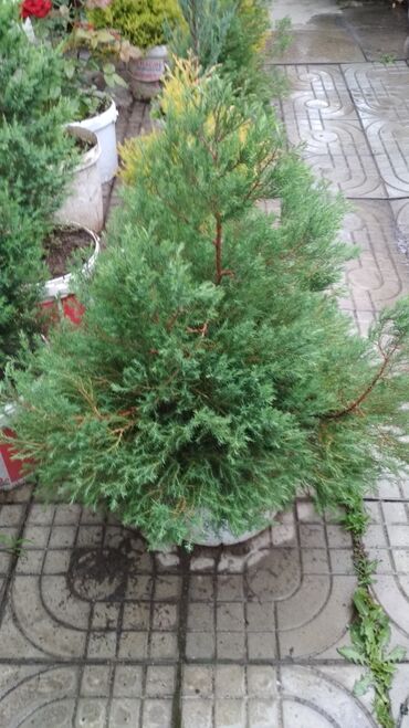 Декоративные деревья: Саженцы деревьев: Туи, Самовывоз — 9