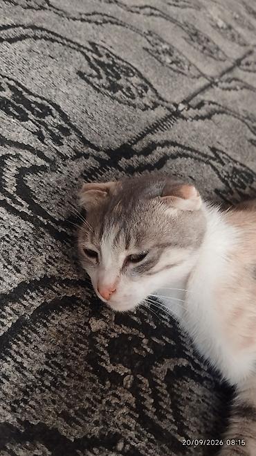 damazlıq heyvanların satışı: Dişi, Cütləşmə üçün, Rayonlara çatdırılma — 3