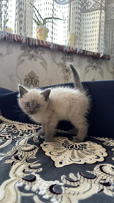 продаю пчёл: Рэгдолл, 1 месяц, Мальчик, Приучена к лотку — 3