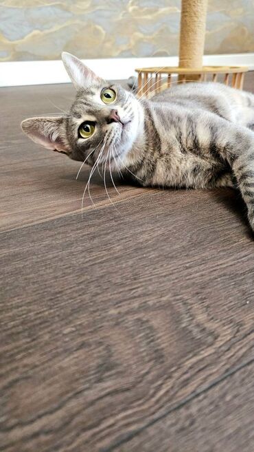 Pişiklər: Dişi, Yaxşı əllərə, Pulsuz çatdırılma — 9