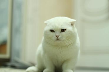 Pişiklər: Dişi -da lalafo.az — 11 Pişiklər: Dişi — 11