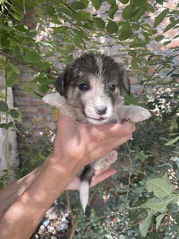 хаски цена щенка: Щенки в ответственные семьи. 1 месяц, кушают сами, будут небольшими — 2