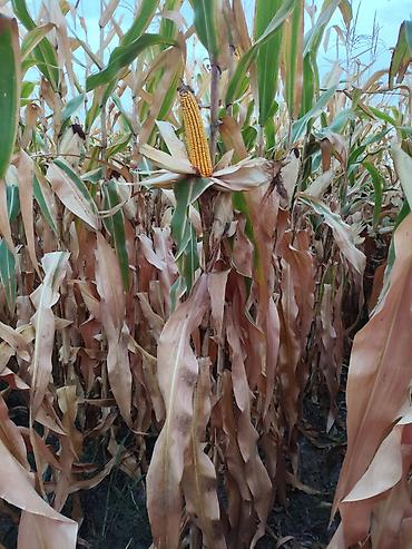 ориентальная кошка цена: 🌽🌽🌽жүгөрү сатылат ✅Сорт:ПЛ-700 ПОД КОМБАЙН Кукуруза на продажу — 1