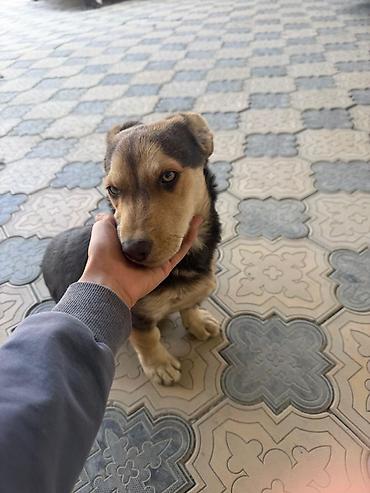 husky dog: Щенок метис, компактного среднего размера очень энергичная и ласковая — 2