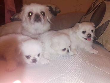 İtlər: Pekines — 18