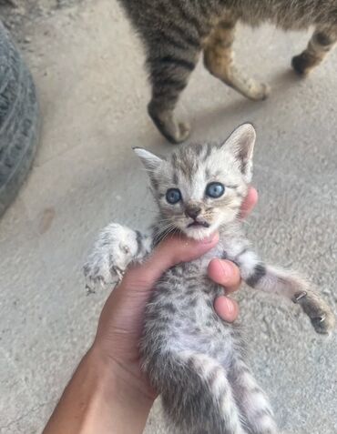 кот для вязки скоттиш страйт: 🚨🚨КОТЯТА МЕТИСЫ от серебристой шиншиллы - Окрас: один тигровый табби