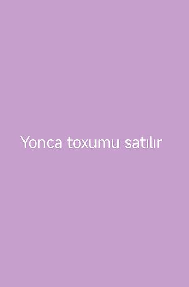 sumqayitda gul sifarisi: Yonca toxumu satılır. Əkin üçün nəzərdə tutulmuş yonca toxumudur. Yem — 1
