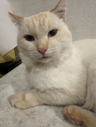 сиамский котенок: Кошка даром: Сиамская, 3 года, Мальчик, Приучена к лотку, Проглистована