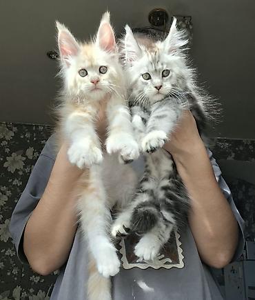кошка породы мейн кун: ✨ Шикарные котята-полидакты ✨ В продаже очаровательные — 5