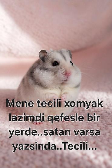 qaz quş: Xomjak axtarılır – qəfəs ilə birlikdə Təcili olaraq xomjak lazımdır — 1