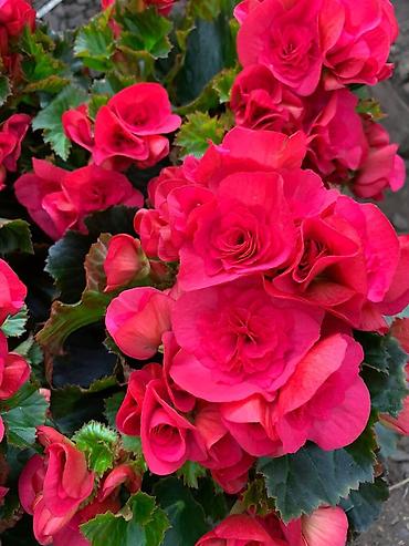 Другие виды семян и саженцев: Бегония, есть разные сорта — 11