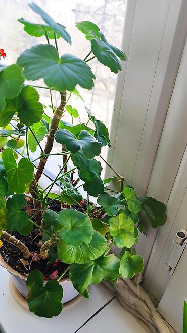 Другие комнатные растения: Распродажа!!!Комнатные растения за всё 2000 сом — 5