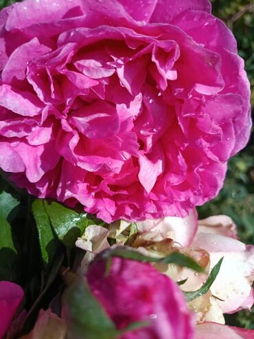 Садовые цветы и кустарники: Садовые розы — срезочные и для посадки Описание: - Разновидности — 3