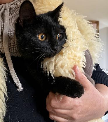 Pişiklər: Dişi, Yaxşı əllərə — 5