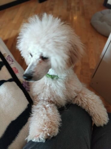İtlər: Pudel — 30