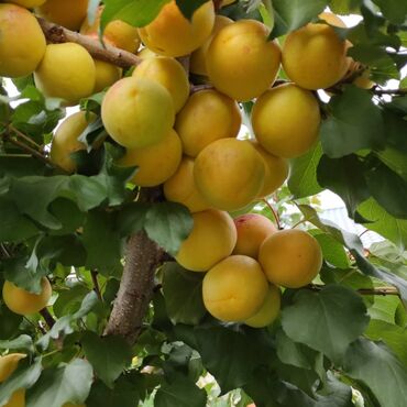 Сельхоз предприятия: Продаю Кошара, 200 соток, Действующий — 15