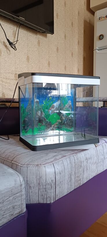 Balıqlar: Akvarium 17 litr su tutur. Heç bir problemi yoxdur. Real alıcıya