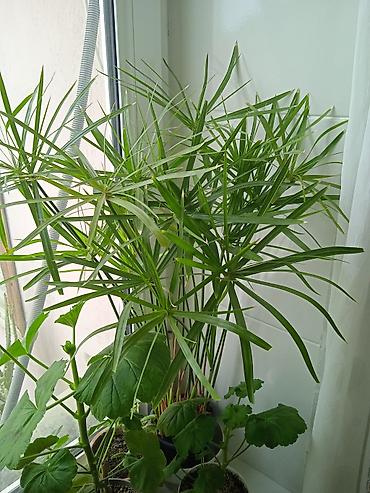 Otaq bitkiləri: Сциндапсус N-Joy — 15