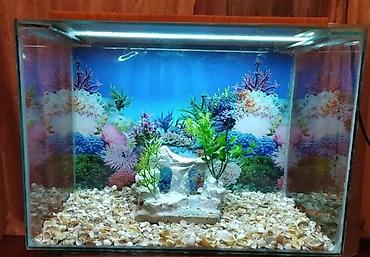 akvarium qiymetleri: Qızıl balıq, Sülhsevər — 3