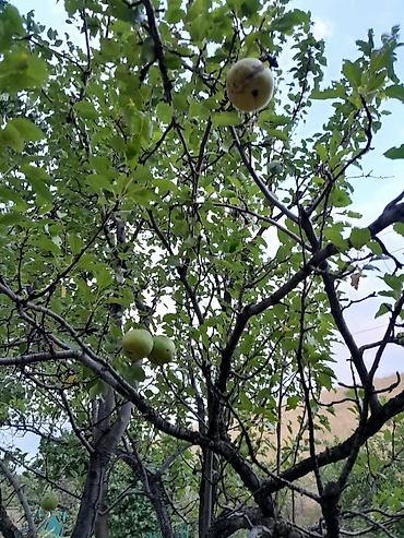 двора: Срочно продаётся дачный дом с участком в дачном товариществе "Горное" — 10
