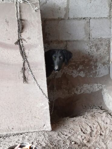 карликовые собаки: Продается щенок Тайгана пол сука возраст 6 месяцев 
Цена 5000 сом