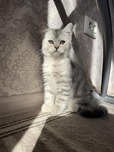 американская короткошёрстная кошка купить: Шотландский вислоухий котёнок (Scottish Fold) - Окрас: серебристый — 10