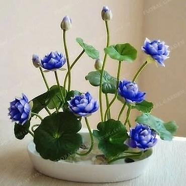 Semena i sadnice: 05. Seme Lotosa Cena:950din/5 semenki Za kućni Lotus potrebna vam je — 8