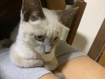коты сиамские: Кошка даром: Сиамская, 6 месяцев, Мальчик, Приучена к лотку — 4