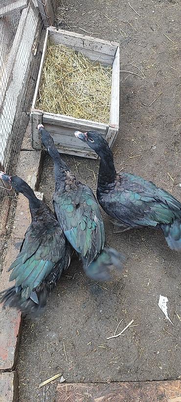 Другие с/х животные: Селезни самцы Мускусные утки (3 шт), черного окраса.1 штук 1700 с - — 8