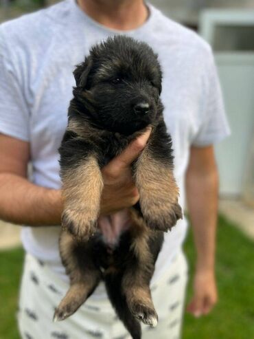 Psi: Prodajem žensko stene dugodlako starosti 4.5 meseca. Majka Donna od na lalafo.rs — 9 Psi: Prodajem žensko stene dugodlako starosti 4.5 meseca. Majka Donna od — 9