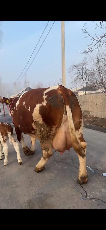 Inəklər, öküzlər: Simental tipli sağmal inək buzağı ilə birlikdə. Xüsusiyyətlər: - — 11