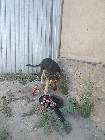 овчарка щенок цена: Собака даром: Овчарка, 3 месяца, Самец — 4