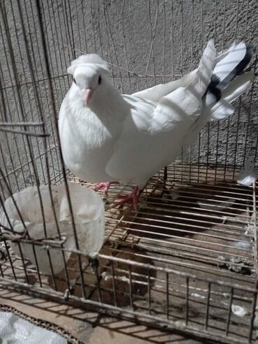 Птицы: Белый голубь с небольшим хохолком на голове. Оперение преимущественно