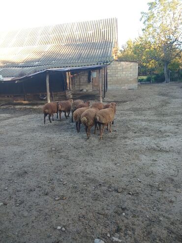 Digər kənd təsərrüfatı heyvanları: 3 aylığ südəmər quzular satılır! Diri çəkisi 10 manatdı,tək tək — 4