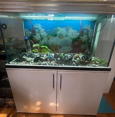 akvarium gəncə: Dördbucaq akvarium, Boş, 320 l, Ünvandan götürmə — 1
