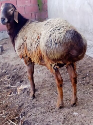 Бараны, овцы: Продаю | Баран (самец) | Гиссарская | Для разведения | Племенные — 8