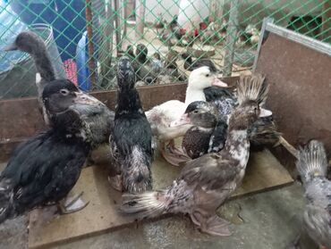Ördəklər: Muscovy (hind) ördək balaları – müxtəlif rənglərdə - Cins — 7
