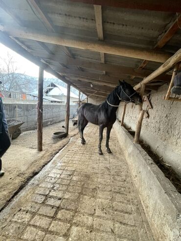 Лошади, кони: Продаю | Конь (самец) | Рабочий — 3