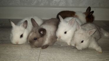 Dovşanlar: Temiz qan xirda sort karlik balalari demey olarki her renqde var -da lalafo.az — 2 Dovşanlar: Temiz qan xirda sort karlik balalari demey olarki her renqde var — 2