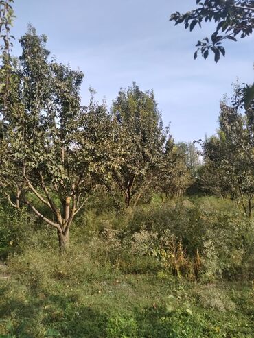 Torpaq sahələrinin satışı: 95 sot, Biznes üçün, Mülkiyyətçi, Kupça (Çıxarış) — 11