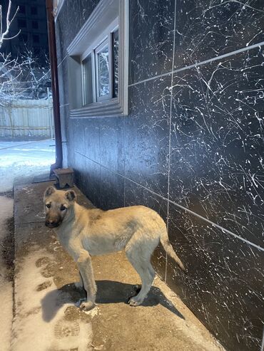 возьму породистого щенка бесплатно: Собака даром: Дворняжка, 10 месяцев, Самец