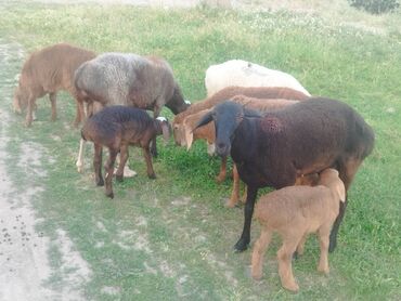 баран овцы: Продаю | Овца (самка), Ягненок, Баран (самец) | Гиссарская, Арашан | Для разведения | Матка, Ярка, Ягнившаяся