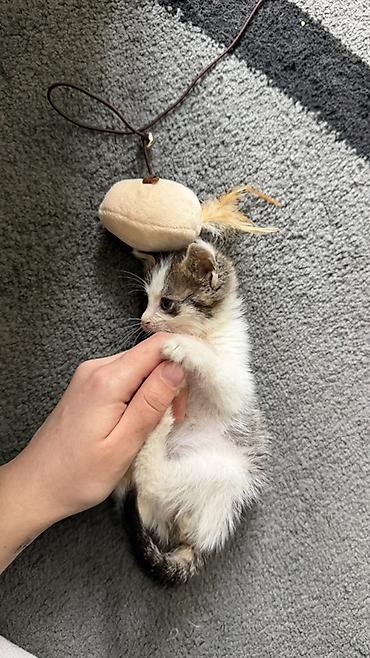 кот сиамский: Беспородная, 1 месяц, Мальчик, Биколор — 1