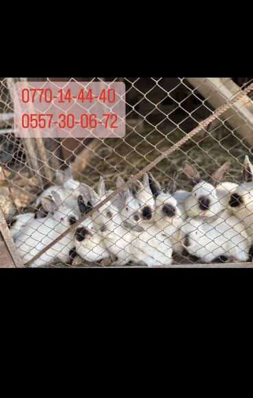 Кролики: Продаю | Крольчиха (самка), Кролик самец, Крольчата | Калифорнийская | Для разведения