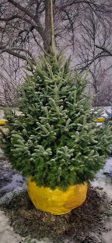 Искусственные ёлки: Ёлка,сосна,голубые ели,пихта,берёза — 29