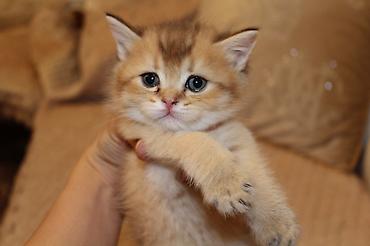 Pişiklər: Qızıl şinşilla, Erkək — 6