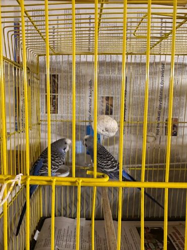 Akvarium aksessuar və ləvazimatları: Erkey dişi qefes yem su aparatları qarışıq satılır.Tam sağlamdırlar