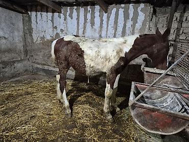 сколько стоит жеребёнок: Продаю | Жеребенок | Полукровка | Рабочий — 4