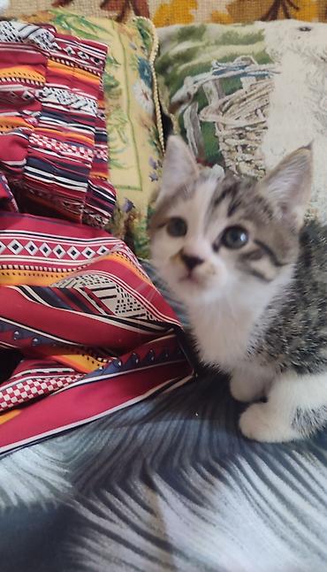 продажа домашних животных: Котята 1,5 месяца, домашние — 6